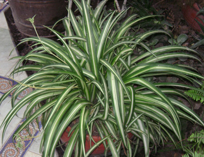 KUMUBON Spider Plant(Hybrid, Pack of 1)