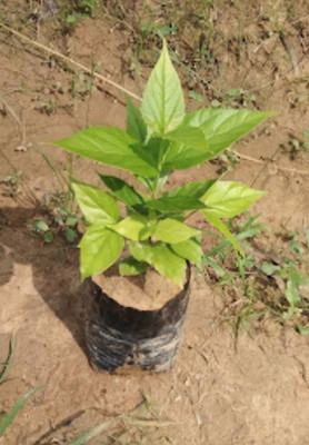 SBGARDEN Parijat/Harsingar Plant(Hybrid, Pack of 1)
