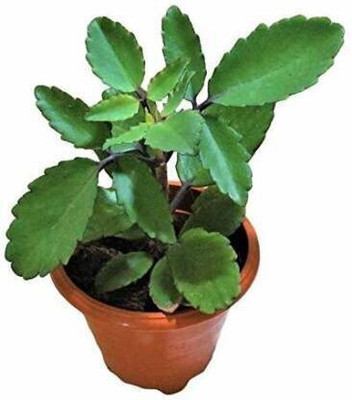 ADITYA GREEN PLANTS AGP Bryophyllum Pinnatum/Patharchatta Plant(Pack of 1)