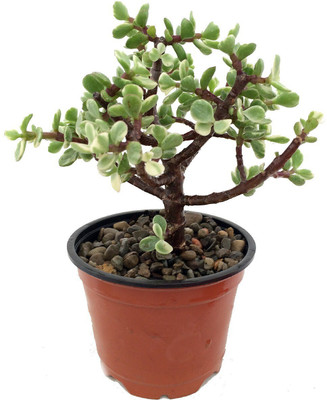 LivePlant Golden Money Plant(Hybrid, Pack of 1)