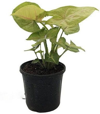 LeafLinkPlants Syngonium Plant(Hybrid, Pack of 1)