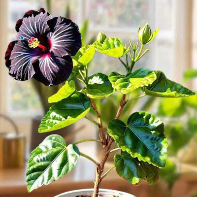 Cloud Farm Hibiscus Plant(Hybrid, Pack of 1)