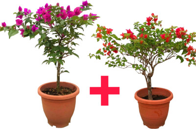 Cloud Farm Bougainvillea Plant(Hybrid, Pack of 2)