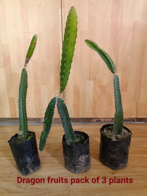 Dishita Go Green Dragon Tree(Hybrid, Pack of 3)