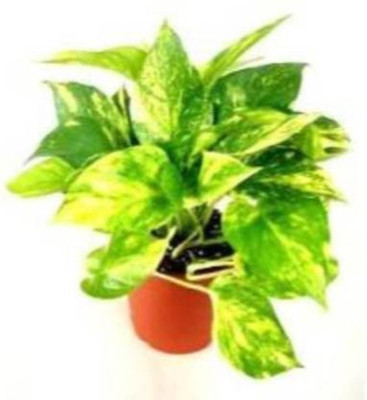 Cloud Farm Two Layer Bamboo Plant(Hybrid, Pack of 1)