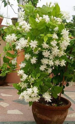 ALOCHUZ Jasmine Plant(Hybrid, Pack of 1)