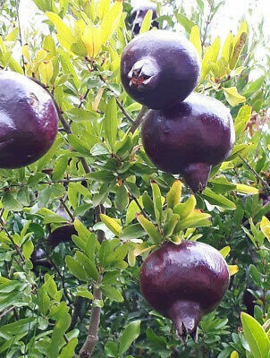 Cloud Farm Pomegranate Plant(Hybrid, Pack of 1)