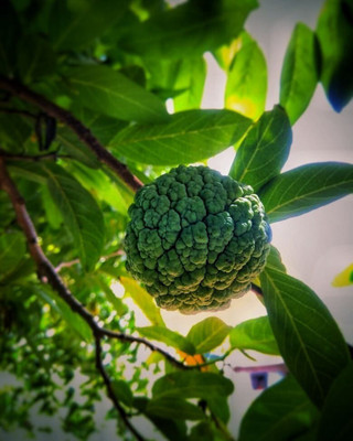 APOSOLUARD Custard Apple Plant(Hybrid, Pack of 1)