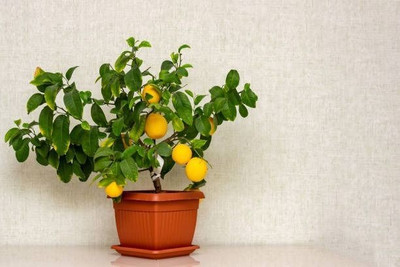 MAMONI TRADERS Lemon Plant(Hybrid, Pack of 1)