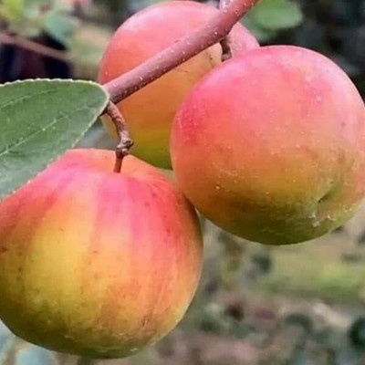 APOSOLUARD Ber Apple Plant(Hybrid, Pack of 1)