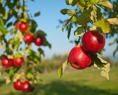 My Dream Nursery Apple Plant(Hybrid, Pack of 1)