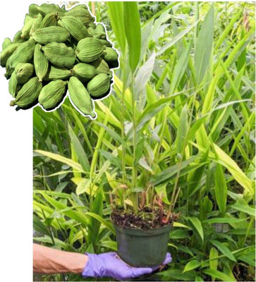 SHREYAGREEN Elaichi/Cardamom Plant(Hybrid, Pack of 1)