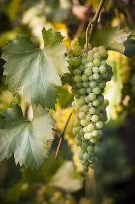 GLOBQRO Grape Plant(Hybrid, Pack of 1)