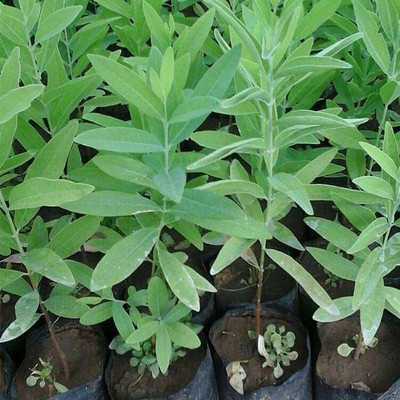 Seedsqlty white chandan plant seeds Seed(19 per packet)