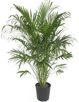 LeafLinkPlants Areca Plam(Hybrid, Pack of 1)