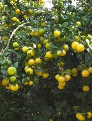 Augadh Lemon Plant(Hybrid, Pack of 1)