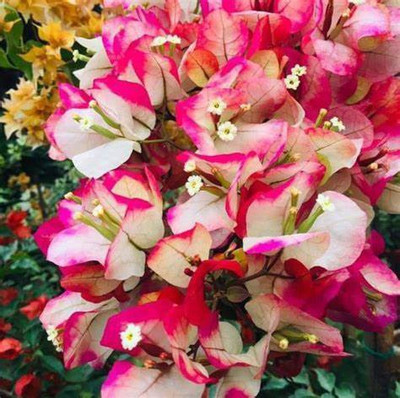 GreenyOn Bougainvillea Plant(Hybrid, Pack of 1)