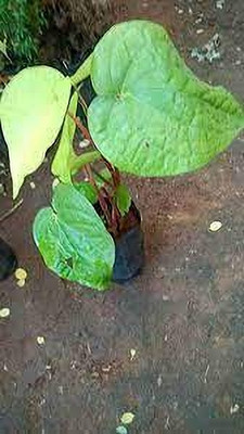 GreenyOn Betel Leaf Plant(Hybrid, Pack of 1)