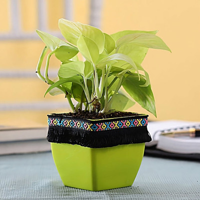 GreenyOn Money Plant(Hybrid, Pack of 1)