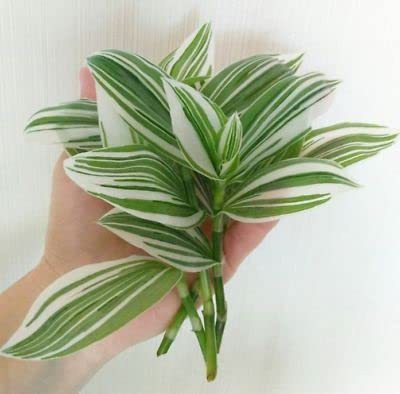 Gachwala Wandering Jew Plant(Pack of 1)