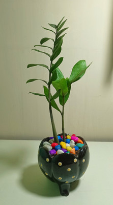 ARENTERPRISE Zanzibar Gem Plant(Hybrid, Pack of 2)