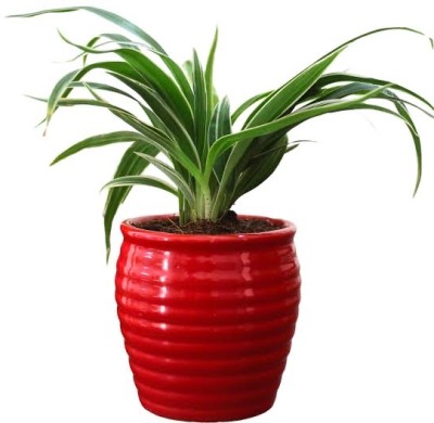 Cloud Farm Spider Plant(Hybrid, Pack of 1)