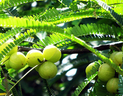 Manjunursery Amla Plant(Hybrid, Pack of 1)