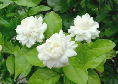 Cloud Farm Jasmine Plant(Hybrid, Pack of 1)