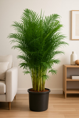 Subhrajit Areca Palm(Hybrid, Pack of 1)