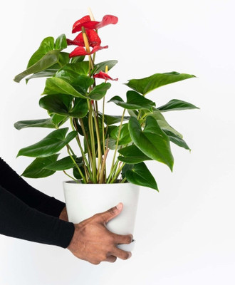 Anthurium andraeanum Red Anthurium Plant(Pack of 1)