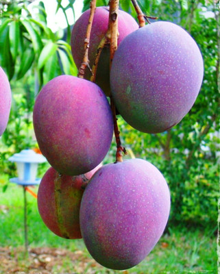 Cloud Farm Mango Plant(Hybrid, Pack of 1)