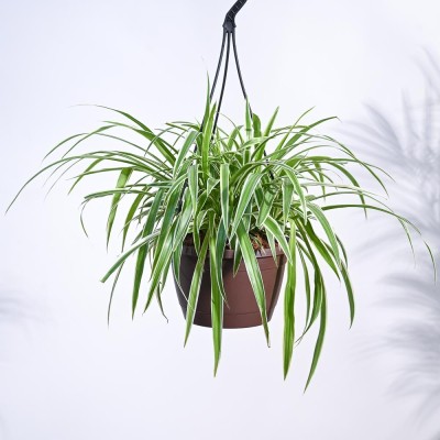 UGAOO Spider Plant(Hybrid, Pack of 1)