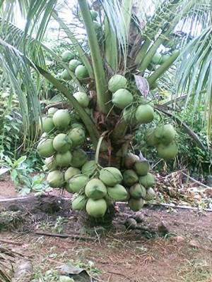 My Dream Nursery Coconut Plant(Hybrid, Pack of 1)