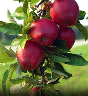 APOSOLUARD Apple Plant(Hybrid, Pack of 1)