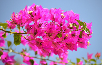 Aquinnah Baugainvillea Plant(Hybrid, Pack of 1)