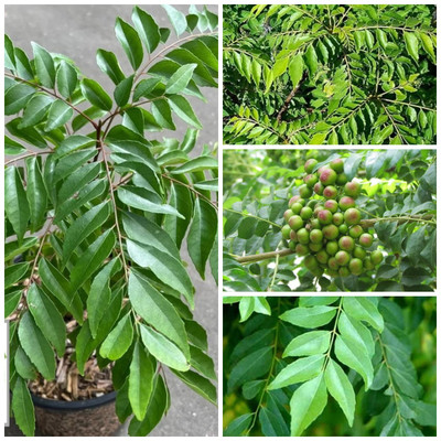 Cloud Farm Curry Leaf Plant(Hybrid, Pack of 1)