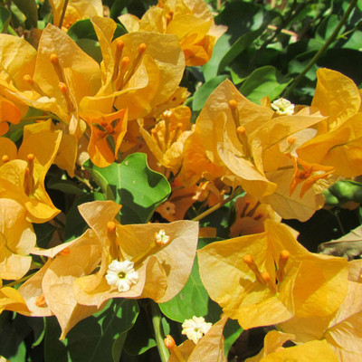 AS Plantation Bougainvillea Plant(Hybrid, Pack of 1)