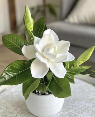 AMBRUZZ Jasmine Plant(Hybrid, Pack of 1)