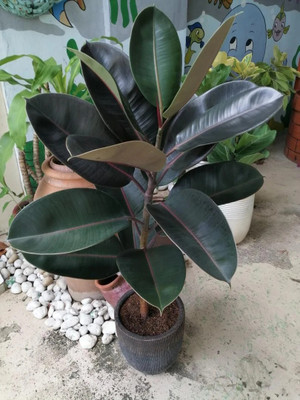 Kodali Rubber Tree(Hybrid, Pack of 1)