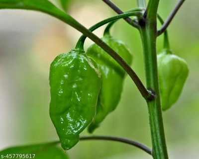 KAKALINURSERY Chilli Spices Plant(Hybrid, Pack of 1)