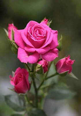 GLOBQRO Rose Plant(Hybrid, Pack of 1)