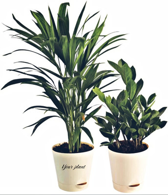 YourPlant ZZ Plant(Hybrid, Pack of 2)