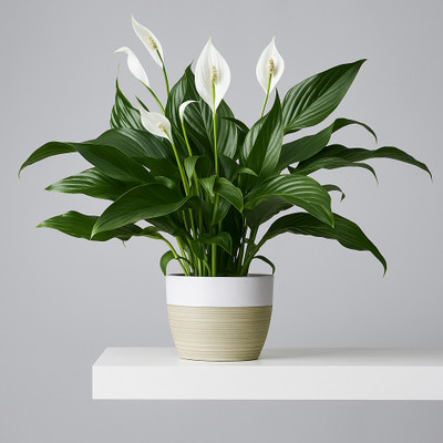 BloomShadow Peace Lily Plant(Hybrid, Pack of 1)