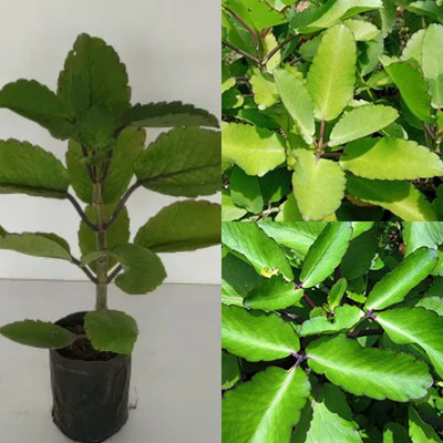 Cloud Farm Bryophyllum Pinnatum/Patharchatta Plant(Hybrid, Pack of 1)