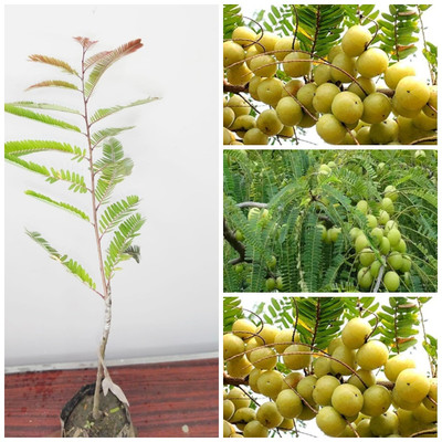 Cloud Farm Amla Plant(Hybrid, Pack of 1)