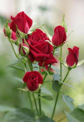 SARKAR KRISHI BHANDER Rose Plant(Hybrid, Pack of 1)