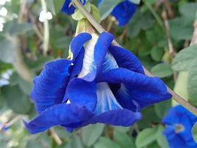 PlantsMart Aparajita/ Butterfly Pea Plant(Hybrid, Pack of 1)