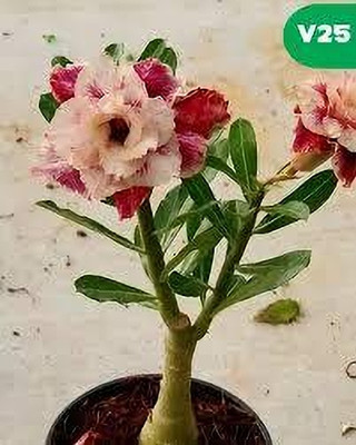ABEFARIYA Adenium Plant(Hybrid, Pack of 1)