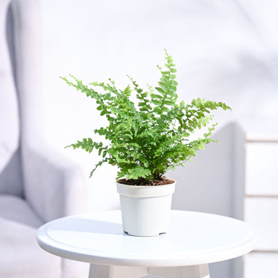 LifeShowMe Boston Fern Compacta Plant(Hybrid, Pack of 1)