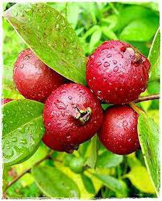 Agacha Guava Plant(Hybrid, Pack of 1)
